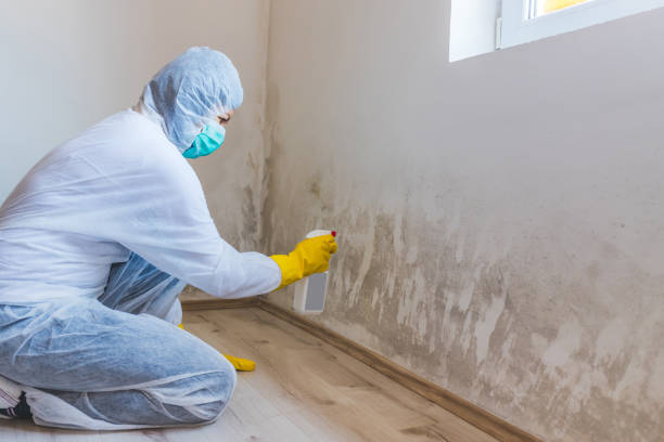 Licensed Mold Testing service in Frederick, CO - WQB Mold Removal